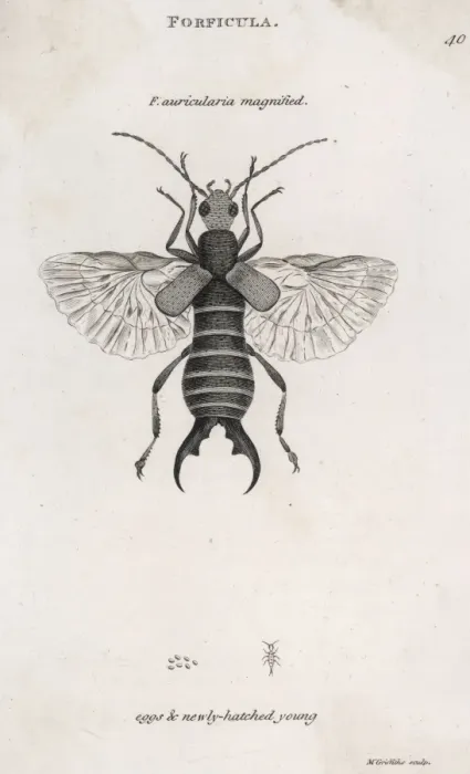 Framed Print : Earwig, also showing its eggs and newly-hatched young Framed Print : Earwig, also showing its eggs and newly-hatched young