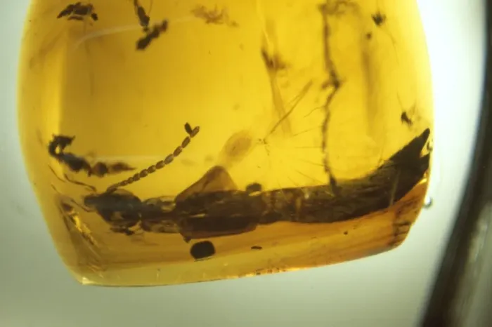 Framed Print : Earwig in amber Framed Print : Earwig in amber