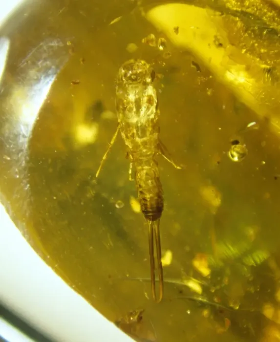 Framed Print : Earwig skin in Baltic amber Framed Print : Earwig skin in Baltic amber