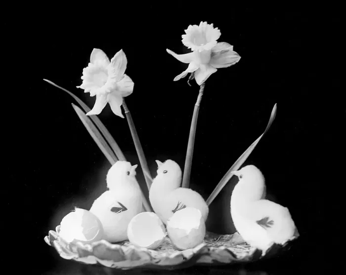 Framed Print : Easter Chicks & Daffs Framed Print : Easter Chicks & Daffs