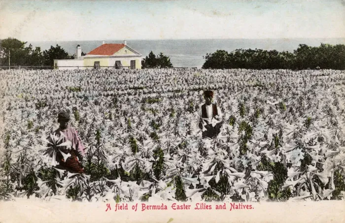Framed Print : Easter Lily Field in Bloom, Bermuda Framed Print : Easter Lily Field in Bloom, Bermuda