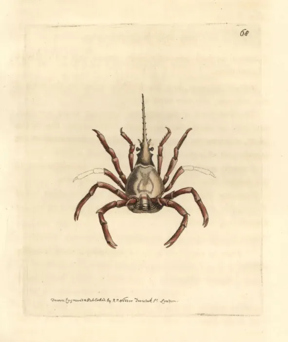 Framed Print : Eastern Atlantic arrow crab, Stenorhynchus lanceolatus Framed Print : Eastern Atlantic arrow crab, Stenorhynchus lanceolatus