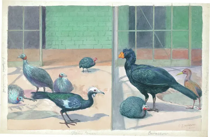 Framed Print : The Eastern Aviary at London Zoo Framed Print : The Eastern Aviary at London Zoo