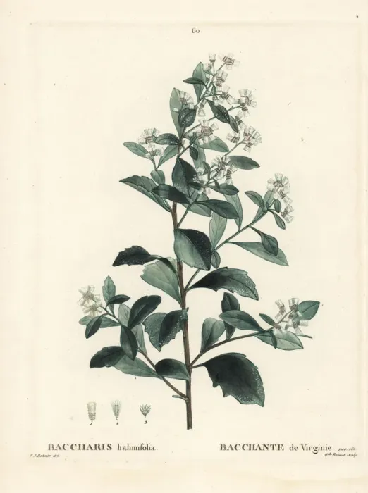 Framed Print : Eastern baccharis, Baccharis halimifolia Framed Print : Eastern baccharis, Baccharis halimifolia