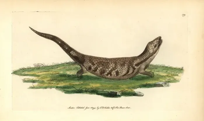 Framed Print : Eastern blue-tongued lizard, Tiliqua scincoides scincoides Framed Print : Eastern blue-tongued lizard, Tiliqua scincoides scincoides