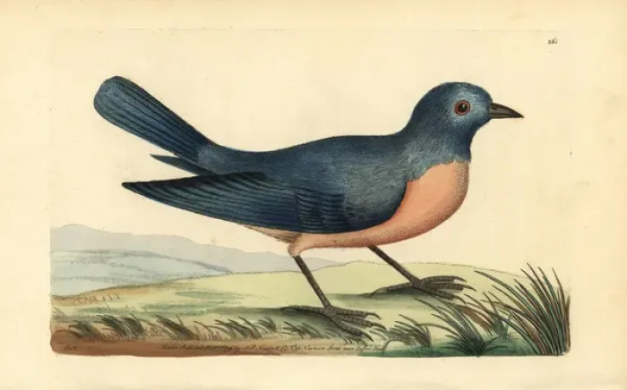 Framed Print : Eastern bluebird, Sialis sialis Framed Print : Eastern bluebird, Sialis sialis