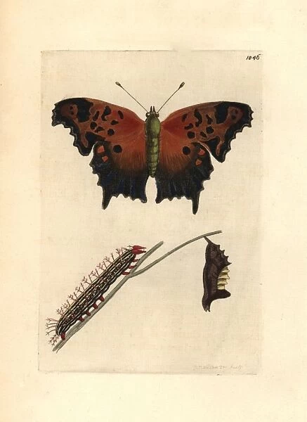 Eastern comma butterfly, Polygonia comma