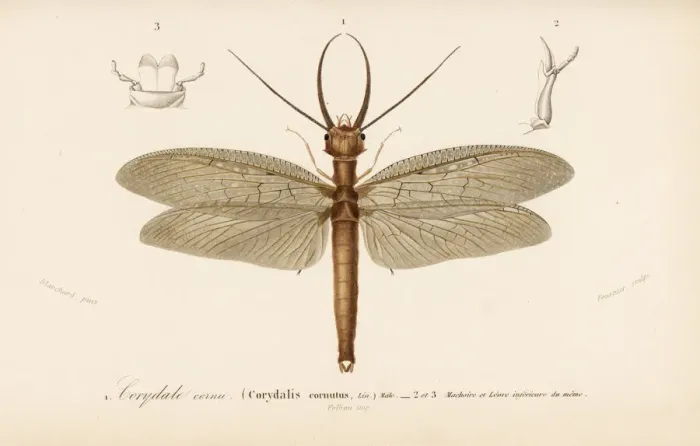 Framed Print : Eastern dobsonfly, Corydalus cornutus Framed Print : Eastern dobsonfly, Corydalus cornutus