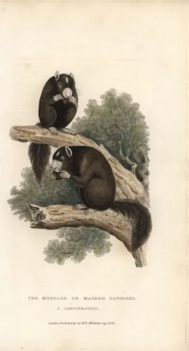 Framed Print : Eastern fox squirre, Sciurus niger Framed Print : Eastern fox squirre, Sciurus niger