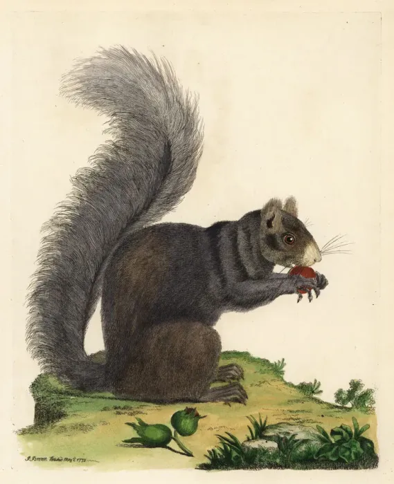 Framed Print : Eastern fox squirrel, Sciurus niger Framed Print : Eastern fox squirrel, Sciurus niger