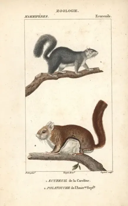 Framed Print : Eastern gray squirrel, Sciurus carolinensis Framed Print : Eastern gray squirrel, Sciurus carolinensis