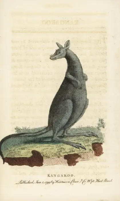 Framed Print : Eastern grey kangaroo, Macropus giganteus Framed Print : Eastern grey kangaroo, Macropus giganteus
