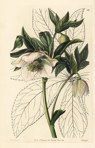 Eastern hellebore, Helleborus orientalis