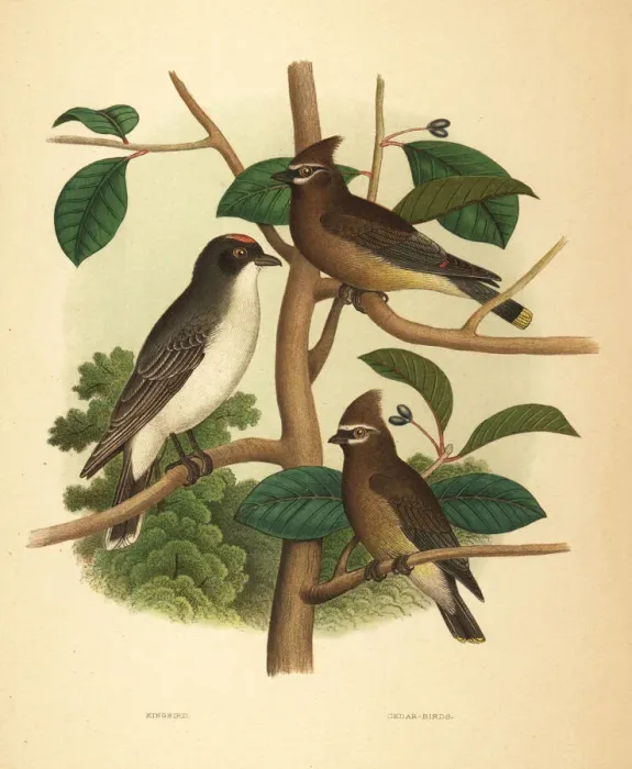 Framed Print : Eastern kingbird and cedar waxwing
