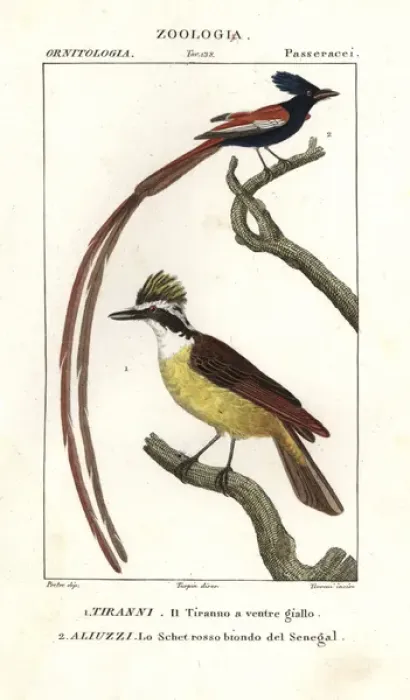 Framed Print : Eastern kingbird, Tyrannus tyrannus, and Asian Framed Print : Eastern kingbird, Tyrannus tyrannus, and Asian