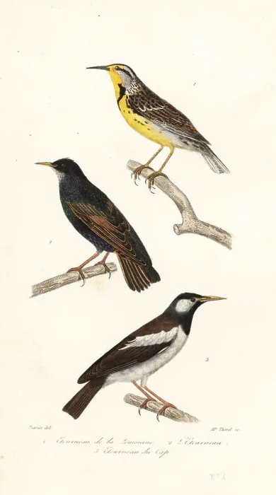 Framed Print : Eastern meadowlark, starling and pied myna Framed Print : Eastern meadowlark, starling and pied myna