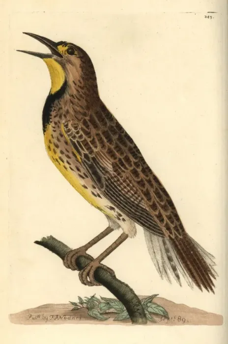 Framed Print : Eastern meadowlark, Sturnella magna Framed Print : Eastern meadowlark, Sturnella magna