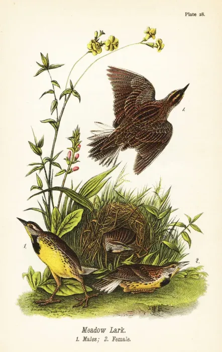 Framed Print : Eastern meadowlark, Sturnella magna Framed Print : Eastern meadowlark, Sturnella magna