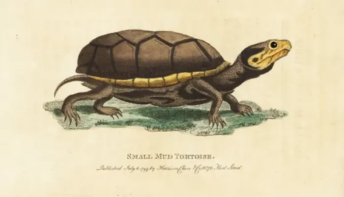 Framed Print : Eastern mud turtle, Kinosternon subrubrum Framed Print : Eastern mud turtle, Kinosternon subrubrum
