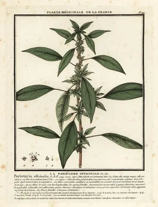 Framed Print : Eastern pellitory-of-the-wall, Parietaria officinalis Framed Print : Eastern pellitory-of-the-wall, Parietaria officinalis
