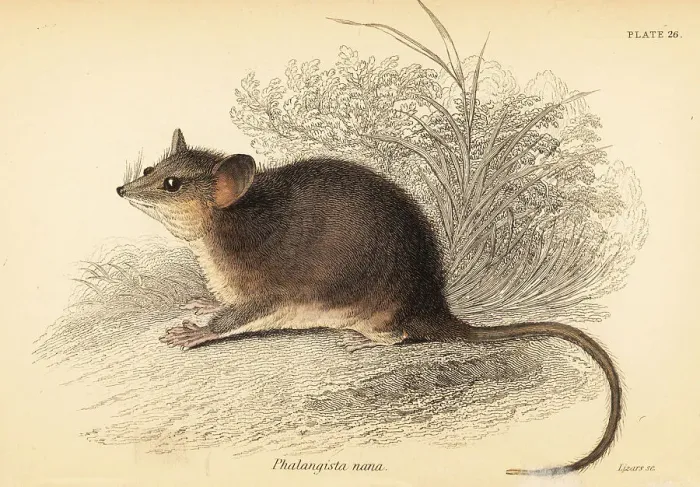Framed Print : Eastern pygmy possum, Cercartetus nanus Framed Print : Eastern pygmy possum, Cercartetus nanus