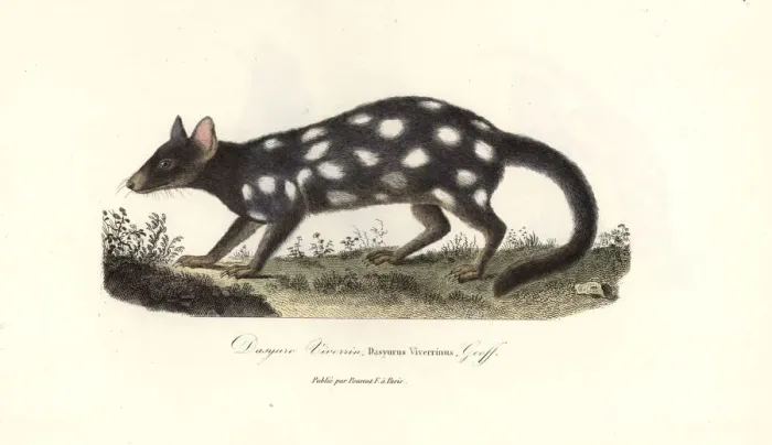 Framed Print : Eastern quoll, Dasyurus viverrinus Framed Print : Eastern quoll, Dasyurus viverrinus