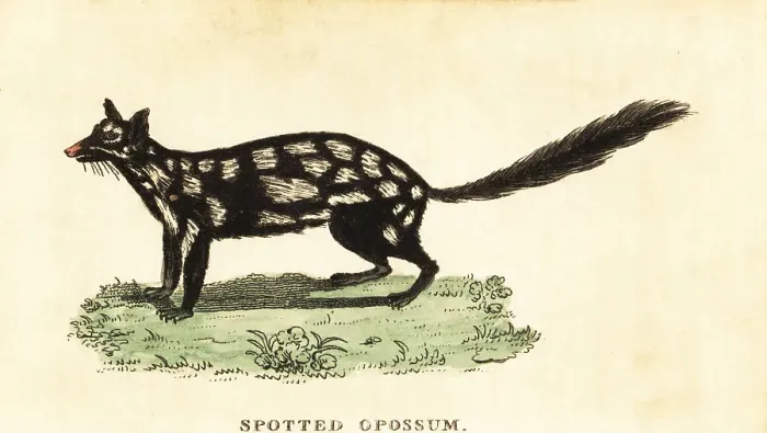 Framed Print : Eastern quoll, Dasyurus viverrinus Framed Print : Eastern quoll, Dasyurus viverrinus
