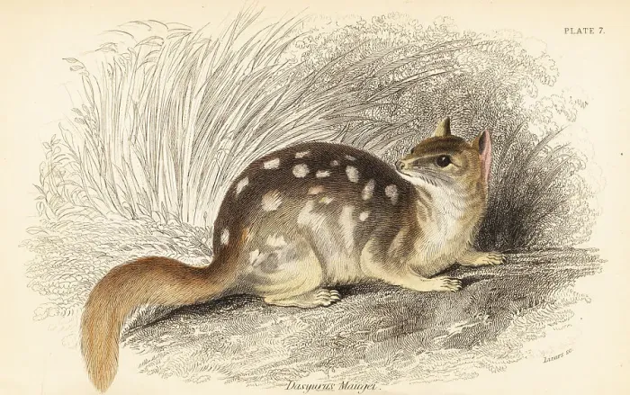 Framed Print : Eastern quoll, Dasyurus viverrinus. Endangered Framed Print : Eastern quoll, Dasyurus viverrinus. Endangered