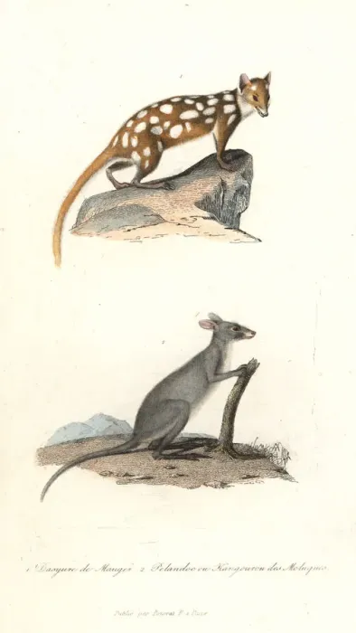 Framed Print : Eastern quoll and Maluku kangaroo Framed Print : Eastern quoll and Maluku kangaroo