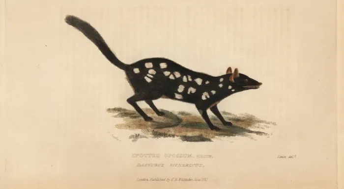 Framed Print : Eastern quoll or spotted opossum, Dasyrus Framed Print : Eastern quoll or spotted opossum, Dasyrus