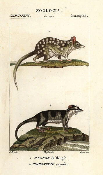 Eastern quoll and water opossum