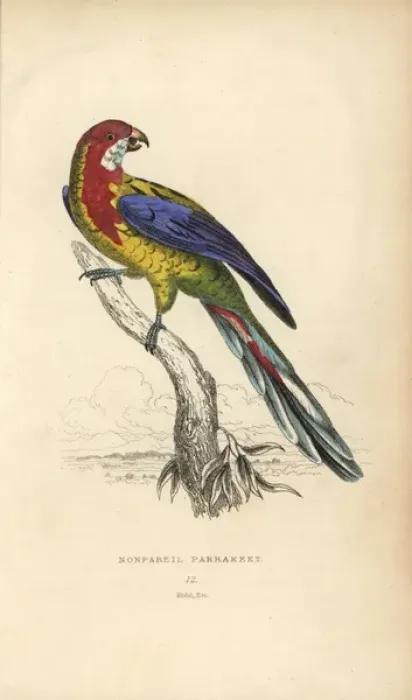 Framed Print : Eastern rosella, Platycercus exemius