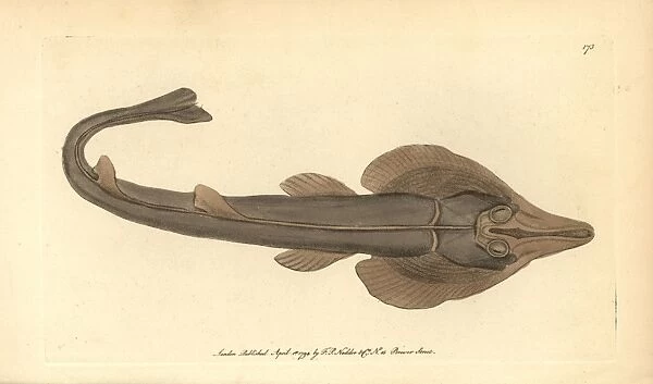 Eastern shovelnose ray, Aptychotrema rostrata