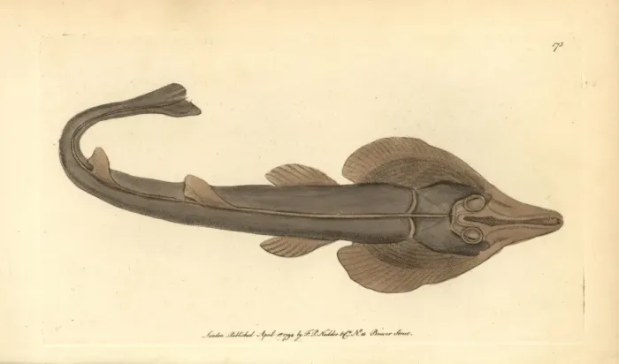 Framed Print : Eastern shovelnose ray, Aptychotrema rostrata Framed Print : Eastern shovelnose ray, Aptychotrema rostrata