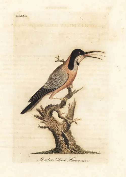Framed Print : Eastern spinebill, Acanthorhynchus tenuirostris Framed Print : Eastern spinebill, Acanthorhynchus tenuirostris