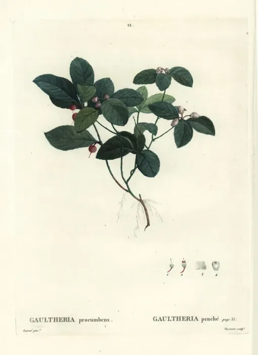 Framed Print : Eastern teaberry, checkerberry or boxberry Framed Print : Eastern teaberry, checkerberry or boxberry