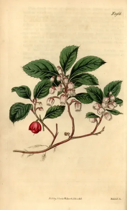Framed Print : Eastern teaberry, Gaultheria procumbens Framed Print : Eastern teaberry, Gaultheria procumbens