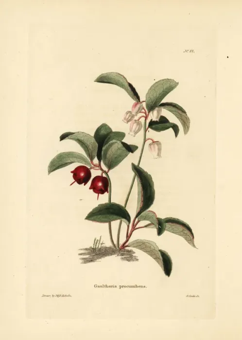 Framed Print : Eastern teaberry, Gaultheria procumbens Framed Print : Eastern teaberry, Gaultheria procumbens
