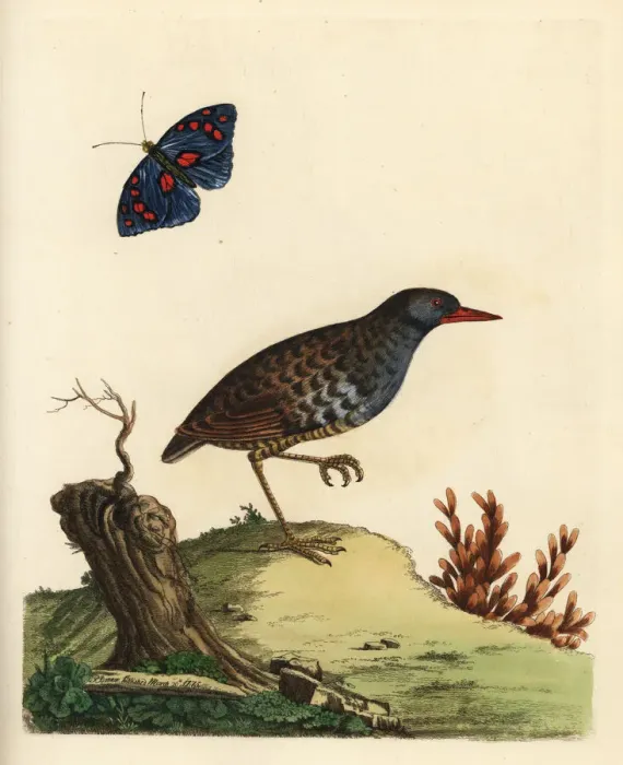 Framed Print : Eastern water rail, Rallus indicus Framed Print : Eastern water rail, Rallus indicus