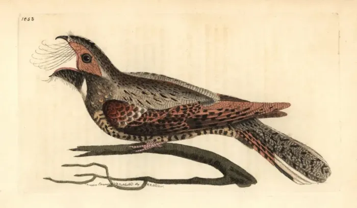 Framed Print : Eastern whip-poor-will, Antrostomus vociferus Framed Print : Eastern whip-poor-will, Antrostomus vociferus