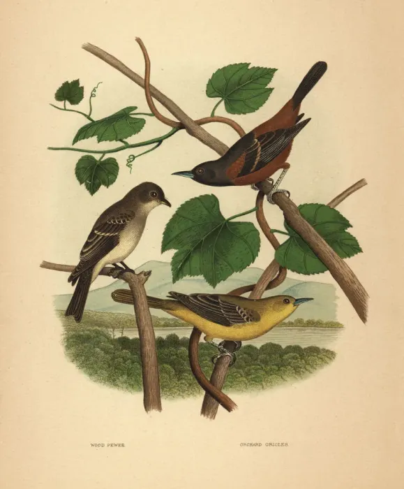 Framed Print : Eastern wood pewee and orchard orioles Framed Print : Eastern wood pewee and orchard orioles