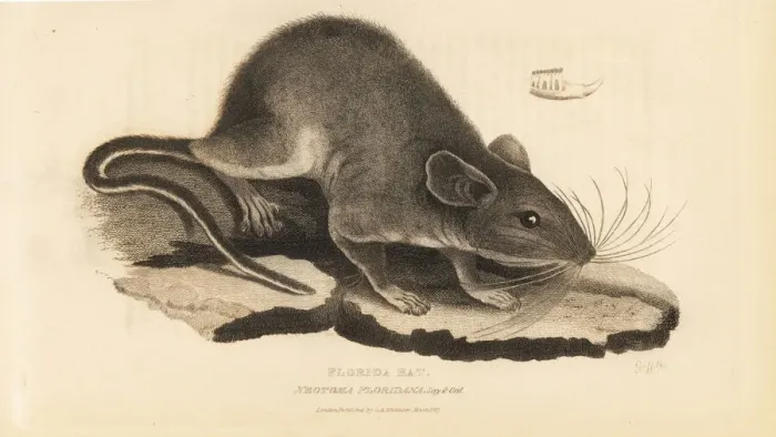 Framed Print : Eastern woodrat, Neotoma floridana Framed Print : Eastern woodrat, Neotoma floridana
