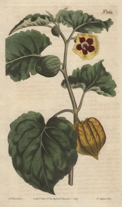 Framed Print : Eatable physalis, Cape gooseberry or Little Framed Print : Eatable physalis, Cape gooseberry or Little