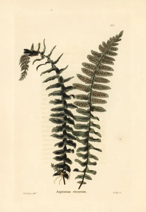 Framed Print : Ebony spleenwort fern, Asplenium platyneuron Framed Print : Ebony spleenwort fern, Asplenium platyneuron