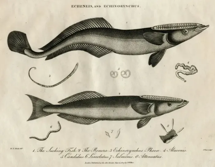 Framed Print : Echeneis and Echinorynchus (fish) Framed Print : Echeneis and Echinorynchus (fish)