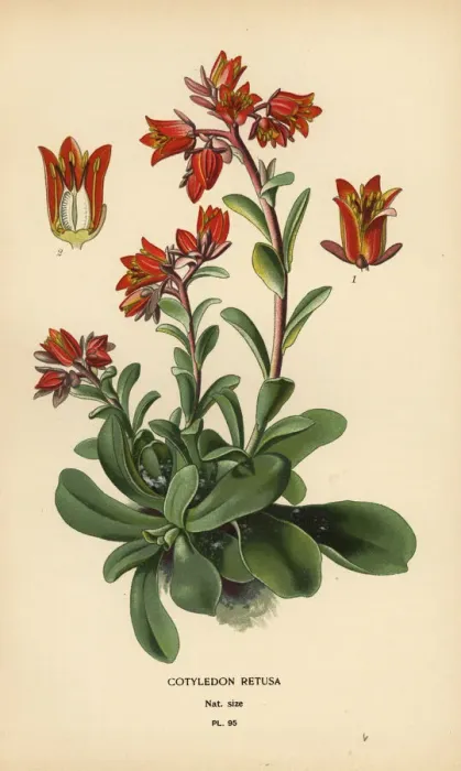 Framed Print : Echeveria fulgens Framed Print : Echeveria fulgens