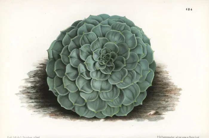 Framed Print : Echeveria secunda Framed Print : Echeveria secunda