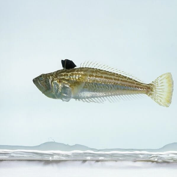 Echiichthys vipera, lesser weever fish