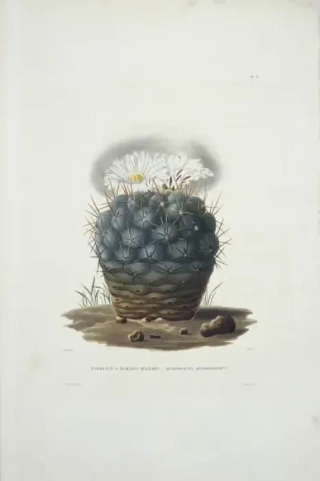 Framed Print : Echinocacte hexaedrophorus Framed Print : Echinocacte hexaedrophorus