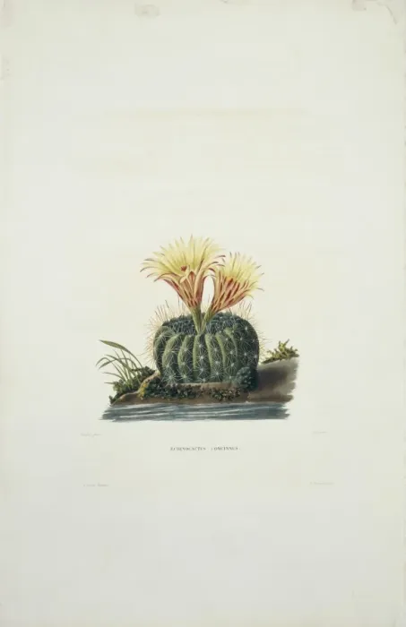 Framed Print : Echinocactus concinnus, sun cup Framed Print : Echinocactus concinnus, sun cup